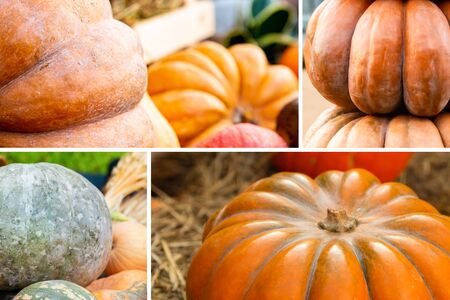 a collection of orange pumpkins large honeycombs-block vegetable patternの写真素材