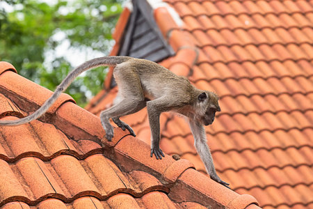 gray monkey climbs the roof of a tiled tropical village