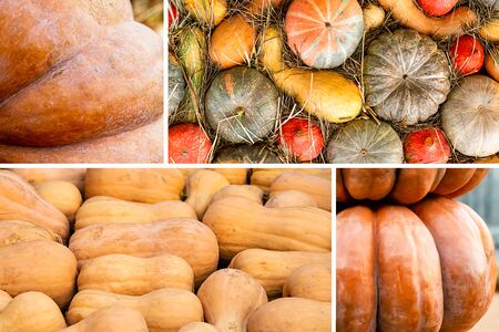 vegetable pattern composition autumn set orange and green pumpkinの写真素材