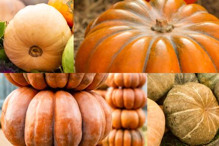set composition pattern of orange pumpkins a lot of autumn vegetables design autumn harvestの写真素材