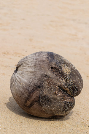 black coconut old and weathered lies on the yellow sand of the beachの写真素材
