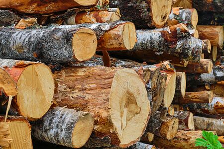 woodpile of long trunks end pattern traditional material for constructionの写真素材