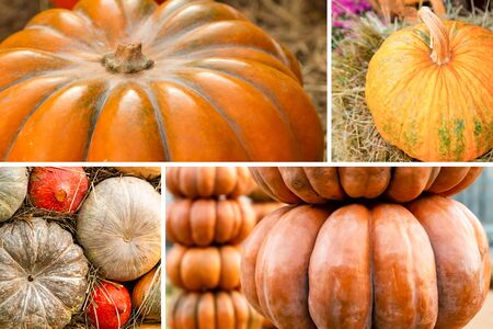 pumpkin pattern set of vegetables from large ribbed vegetables backgroundの写真素材