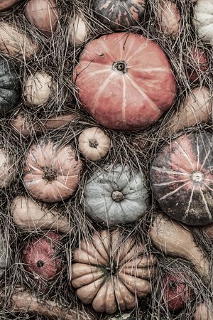 harvest farmer pumpkin long and round assortment of orange and yellow vegetables vertical backgroundの写真素材