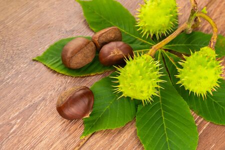 flora background assorted chestnuts unpeeled green and spiky and peeled brown fruit lies on a background of leavesの写真素材