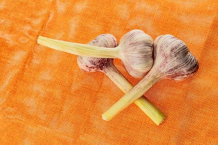 fresh garlic three heads white and purple lies on a bright backgroundの写真素材