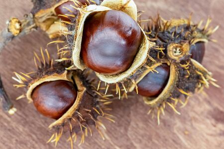 slide of an old chestnut cracked and open with shiny brown fruits close-up on a wooden backgroundの写真素材