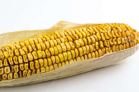 corncob with yellow grains old and dried autumn harvest on a white backgroundの写真素材