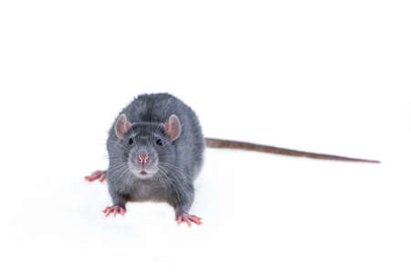 gray young rats with a long tail on an isolated background copy spaceの写真素材