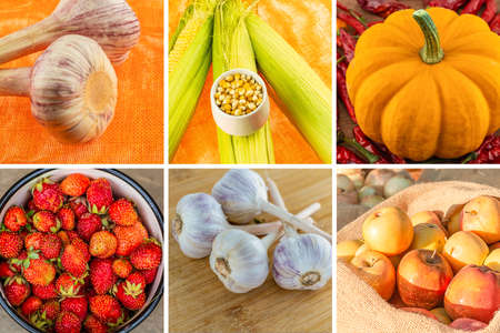 Collage of autumn fruits and vegetables apples, pumpkin, garlic and cornの写真素材