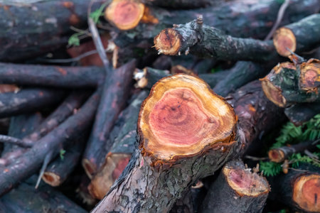 tree branch with dark bark on blurred background of sticks on ground