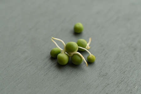 pea sprouts close up on gray backgroundの写真素材