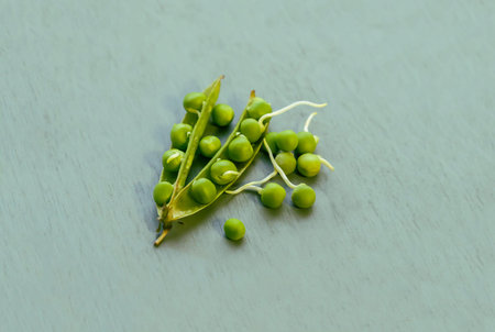 peas green forgiven open pod on gray background