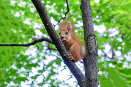 red squirrel sits high on a tree branch and eatsの写真素材