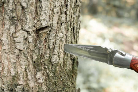 sharp knife with a wooden handle stuck into a tree close-upの写真素材