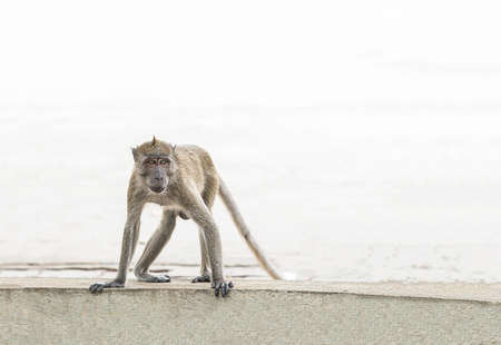 light brown macaque of thailand stands on the background of the oceanの写真素材