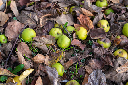 green apples close-up scattered on fallen brown leavesの写真素材