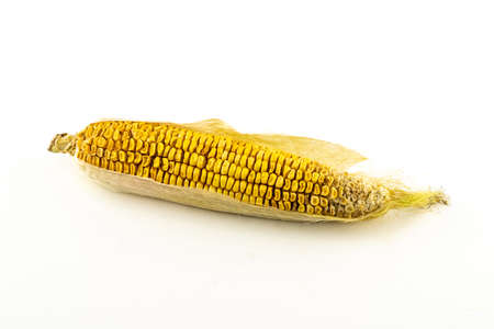 corn cob golden dried on isolated backgroundの写真素材