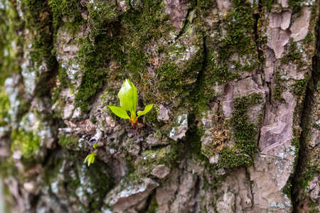 young sprout with green leaves on the background of a tree trunk close upの写真素材