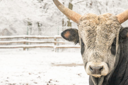 cow with big horns close-up on winter background with copy spaceの写真素材