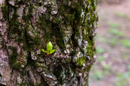 young sprout of a tree, new life makes its way on the trunk of a treeの写真素材