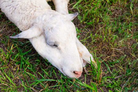 portrait of a young lamb close-up on a background of green grassの写真素材