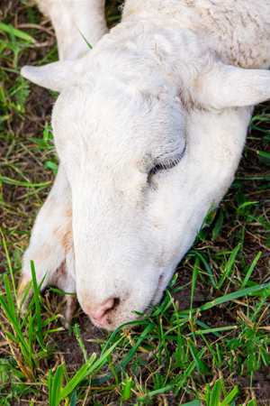 white lamb portrait close-up on a background of green grass meadowsの写真素材