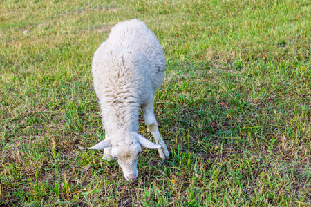 young white lamb eating grass on a green lawnの写真素材