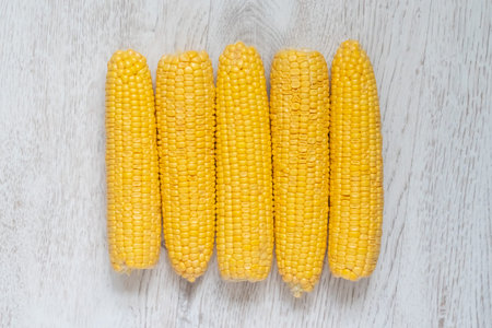 vertical cobs of yellow corn, fresh harvest on light gray background