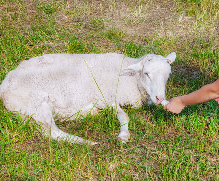 young lamb lies in a meadow and a girl feeds her petsの写真素材
