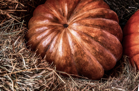 large orange pumpkin on straw close-up toned designの写真素材