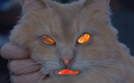 cat with glowing eyes looking at the camera, toned halloween design