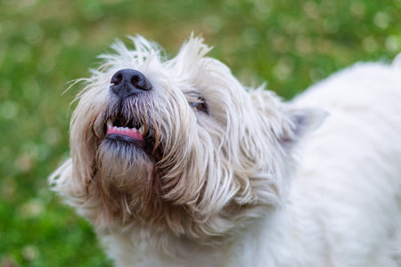 west highland white terrier white dog closeup walking in a clearingの写真素材