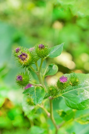 speak with purple flowers close-up on a blurred backgroundの写真素材