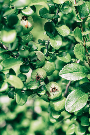 unripe, green fruits of quince close-up against the background of leaves close-upの写真素材