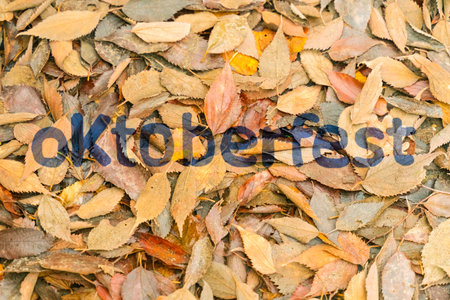 on a background of fallen autumn yellow leaves