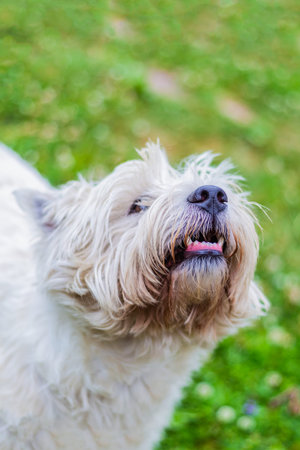 portrait of a white dog west highland white terrier on a blurred field backgroundの写真素材