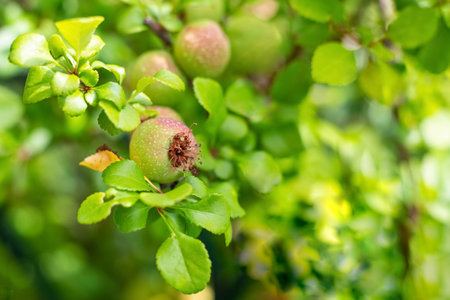 quince fruit close-up unripe, growing on a branch close-upの写真素材