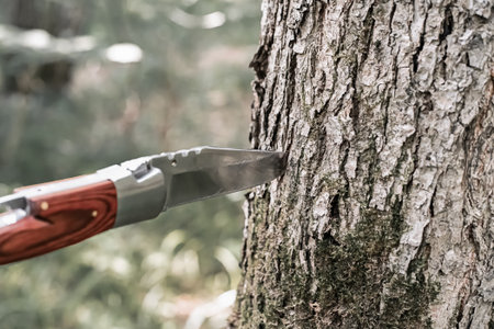 knife folding trekking tool close-up stuck in a tree close-upの写真素材
