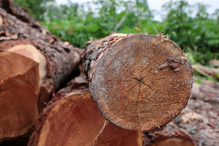 close up of brown sawn log lying at sawmill awaiting transportation