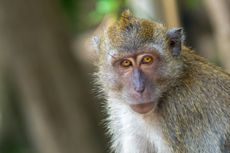 cute thailand macaque with bright eyes sits with folded legs on a blurred tropical backgroundの写真素材