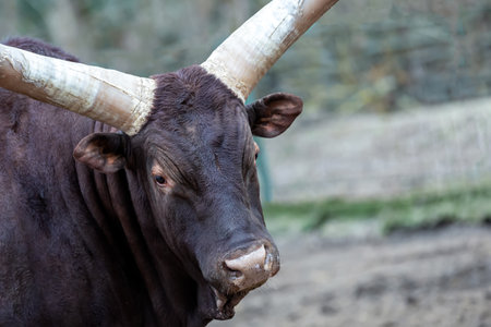 bull brown with big horns watusi portrait looking at the cameraの写真素材