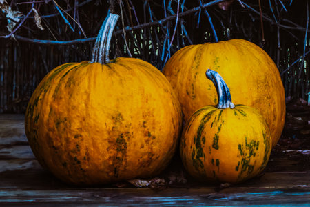 fresh orange pumpkins on wooden wicker fence background, autumn designの写真素材