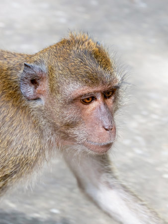 macaque with long legs crabeater looking for food
