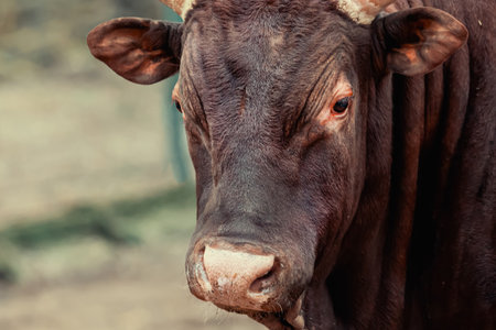 bull brown with big horns watusi portrait looking at the cameraの写真素材