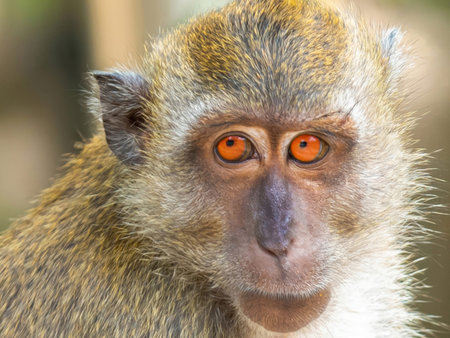 Thailand macaque with bright eyes sits with folded legs on a blurred tropical background