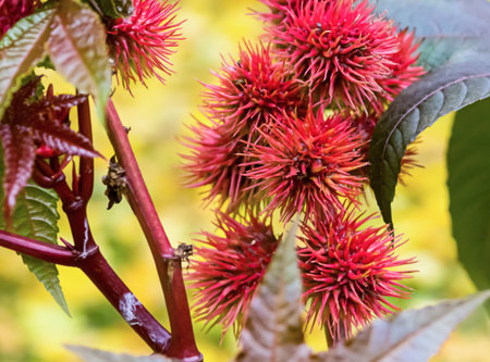 bush with broad leaves and round red flowers with spines close-up against the background of the autumn park, castor-oil plantの写真素材