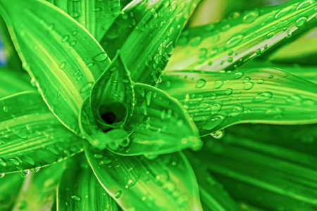lily bush with dark green leaf closeup background design floraの写真素材