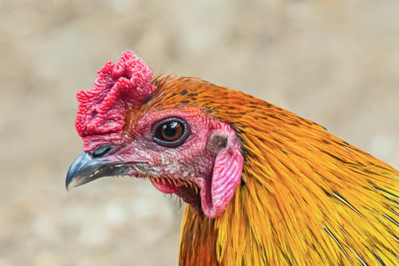 colorful cock bright feathers orange yellow red tuft close-up of a bird's head.の写真素材