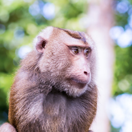The monkey is looking at the cameraの写真素材